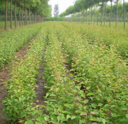 Fresh apricot apple chutneyfresh apricot apple chutney