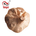 Whole Black Garlic 5cm-6cm