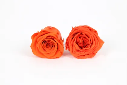 Best Quality Real Natural Forever Litchi Flower Head Preserved Garden Roses for Decoration