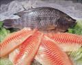 Organiczne tilapia ryby koszerne cała runda 800 1000g