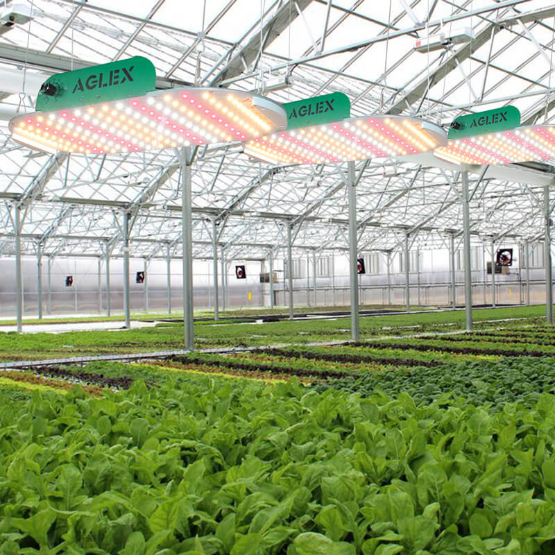 veg led grow light big results veg led grow light big results