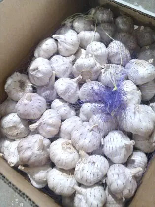 Normal white garlic/red garlic/purple garlic