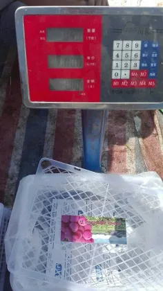 Fresh Global Red Grapes