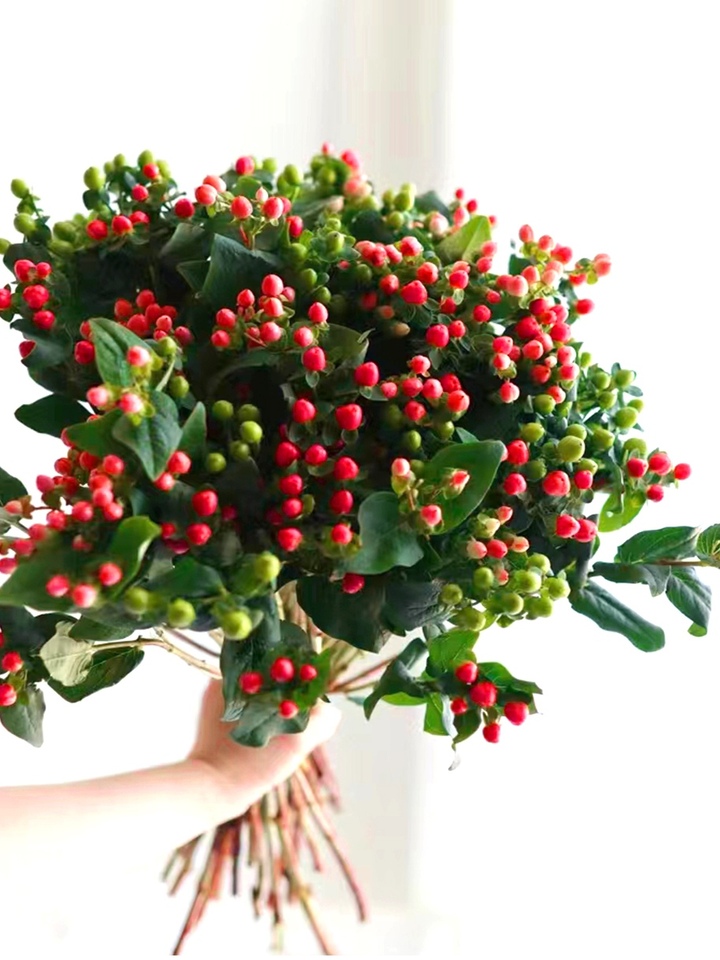 Hypericum