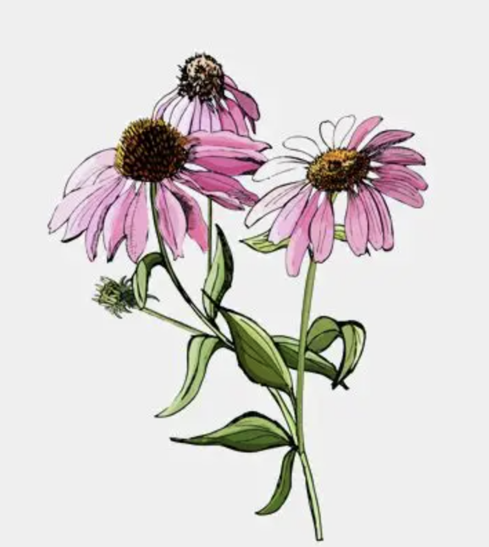 Echinacea Purpurea Extract Powder