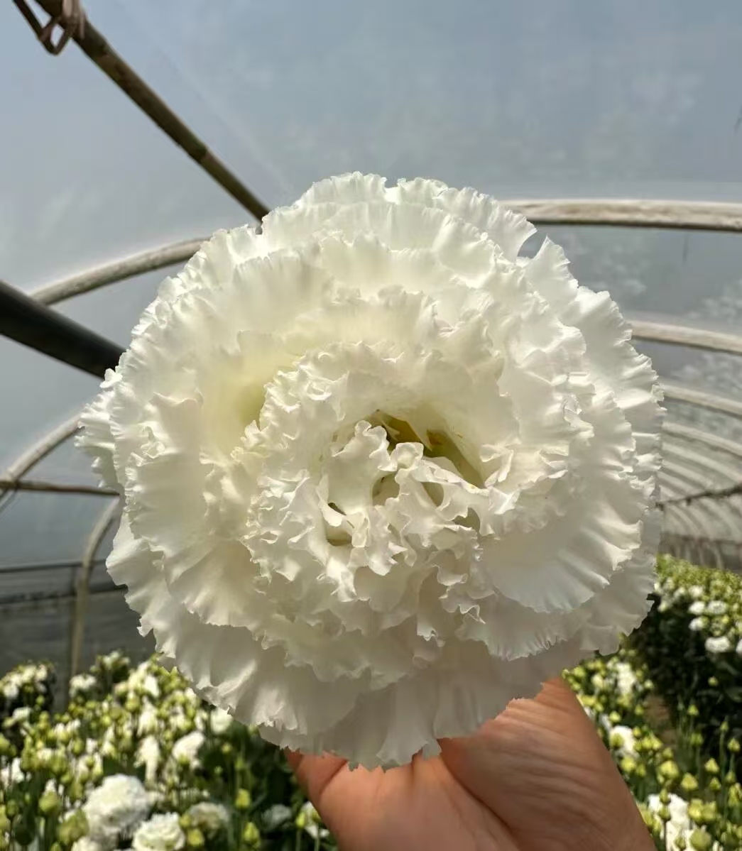 White Wave Lisianthus