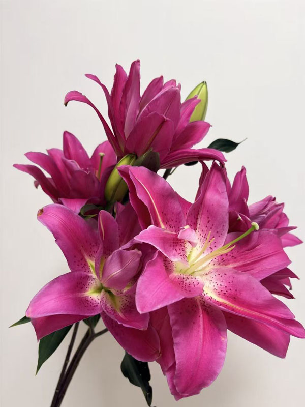 Purple Lotus Double Lily