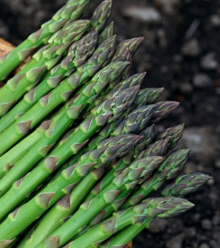 All Asparagus Seed Varieties For Sale High Yield Of 2500kg Asparagus/667m2