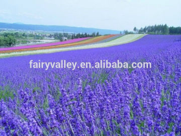 Planting high purity lavender seeds