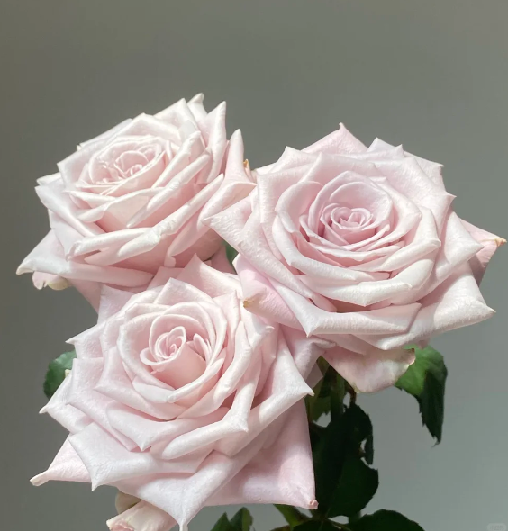 Manta Rose