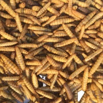Larves de mouche de soldat noir ultra-protéine séché à la vente