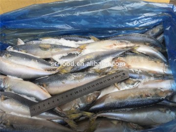 Pacific Mackerel for bait