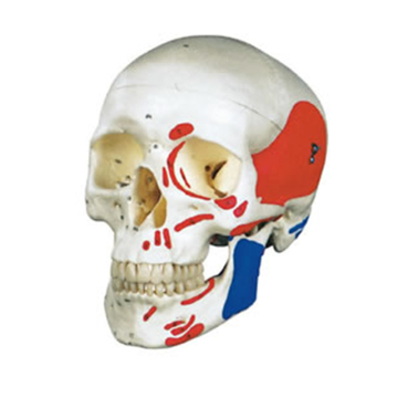 Scholl Teaching Model Anatomy Manikin SC-A1012 Colored Muscle Natural Skull Model" could be simplified to:

"Anatomy Manikin SC-A1012 Colored Muscle Natural Skull Model" 

However, if we need to make it more concise while retaining key information:

"SC-A