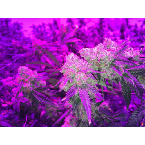 LED Grow Light for Indoor Medical Plant Flowers