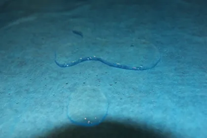 Waterproof Self Adhesive Hard Floor Protector From Paint