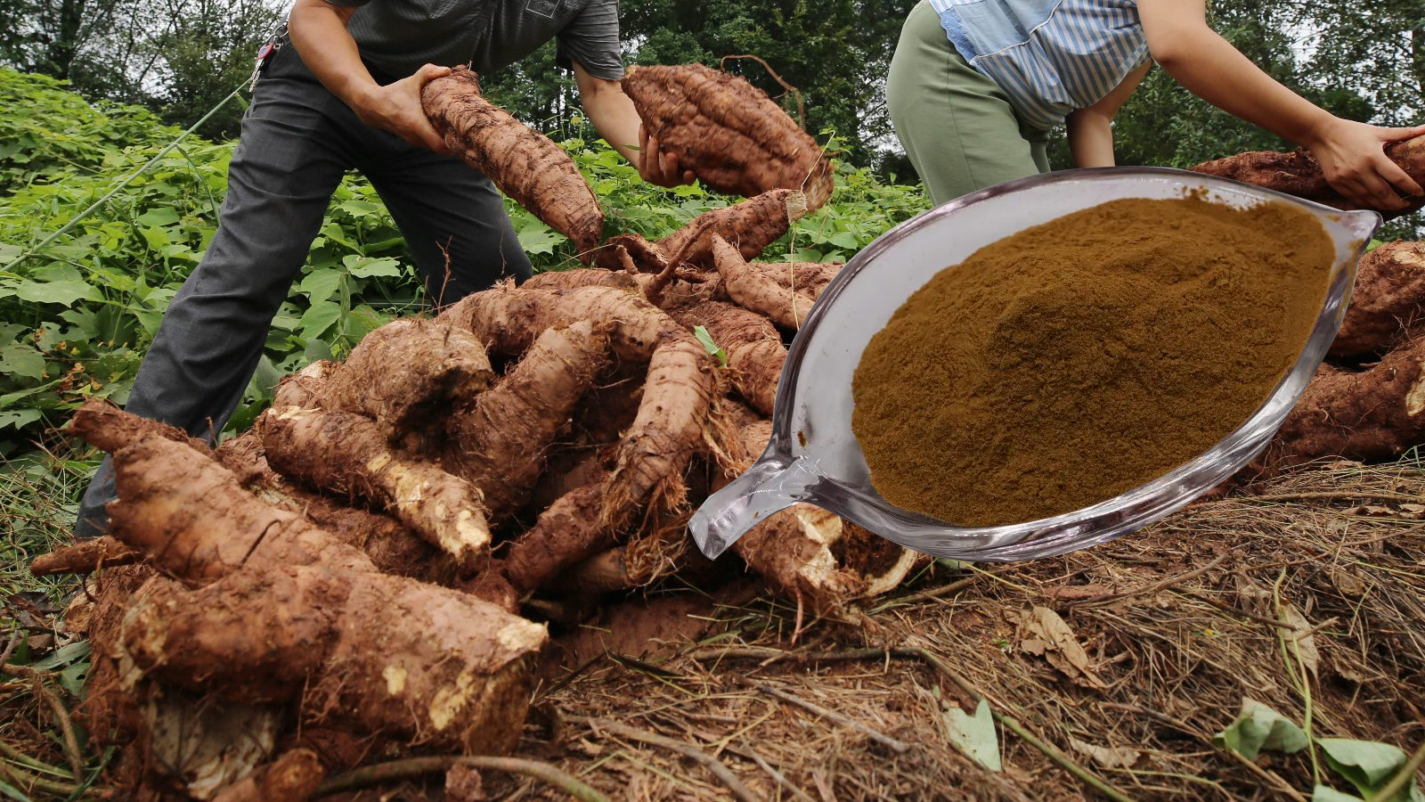 Kudzu root powder