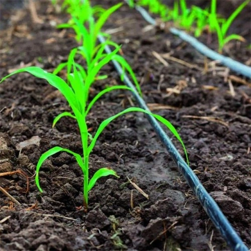 Instalación de riego por goteo - Micro Manguera + Manguera Agrícola 