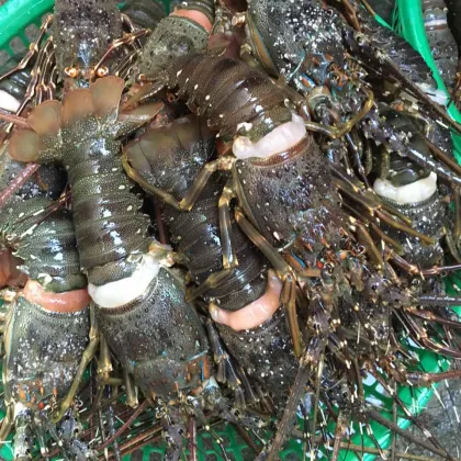 Salmon fish, Atlantic mackerel, shrimp, tiger lobsters