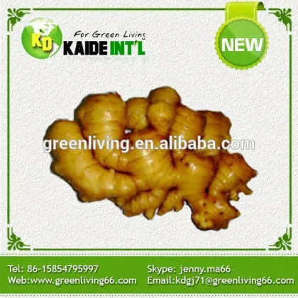 Hot Sale New Crop Fresh Ginger