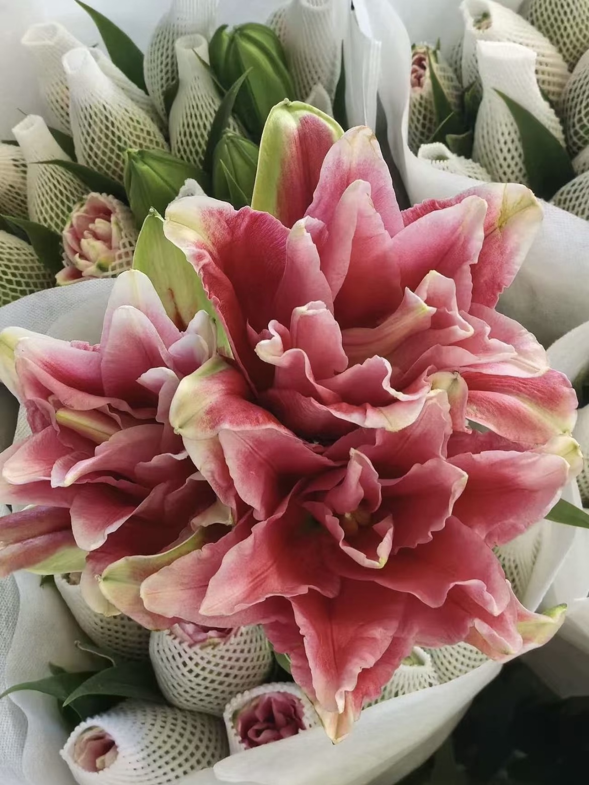 Roselily Ciara Double Oriental Lily4