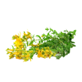 St.John`s Wort Extract 0.3% UV