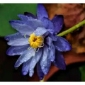 Pure Blue Lotus Extract: Nature's Secret for Stress Relief