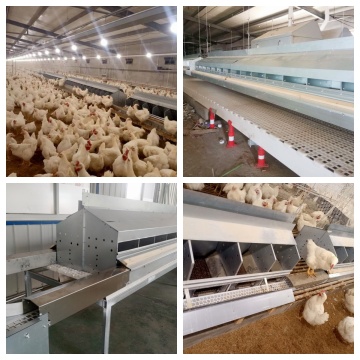 Specialized automatic egg laying box for poultry