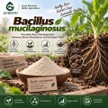 Bacillus mucilaginosus مسحوق بروبيوتيك للأسمدة الحيوية المطلقة للبوتاسيوم