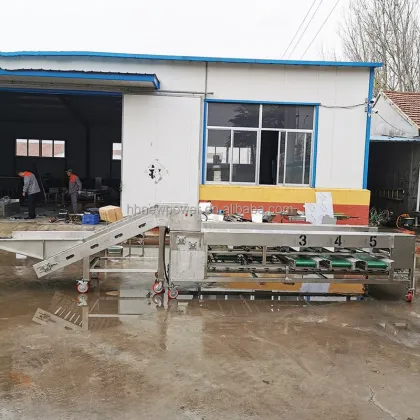Vegetable & Fruit Sorting and Grading Machine