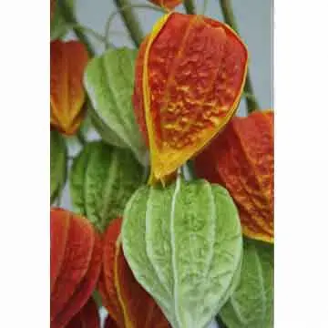 Cope Gooseberry PU Flower, Soft, Elastic and Anti-pollution