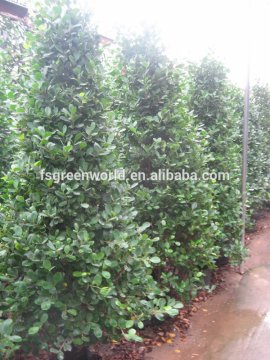 Ficus panda