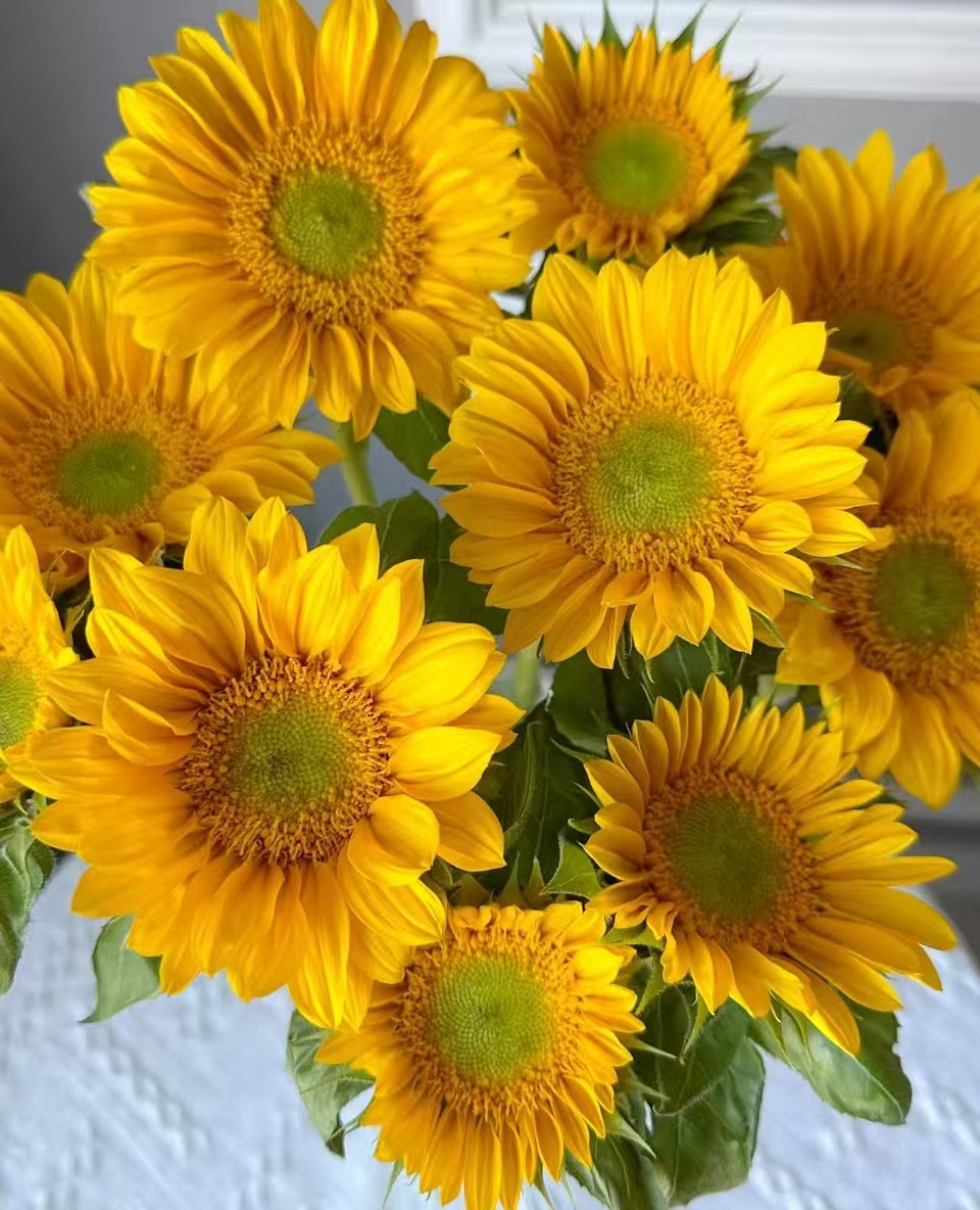 Green Center Sunflower