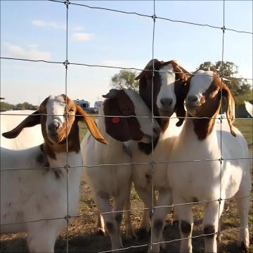 Fixed Knot Woven Wire Fence Fabric