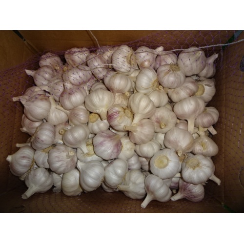 Kaufen Sie Normal White Garlic Fresh 2020