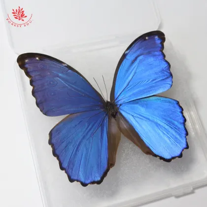 Rare Large Blue Morpho Butterfly Teaching Specimen - Real Butterfly