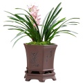 Best Chinoiserie Shallow Orchids Pot For Flower