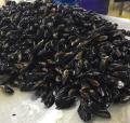 2021 cozze cotte surgelate