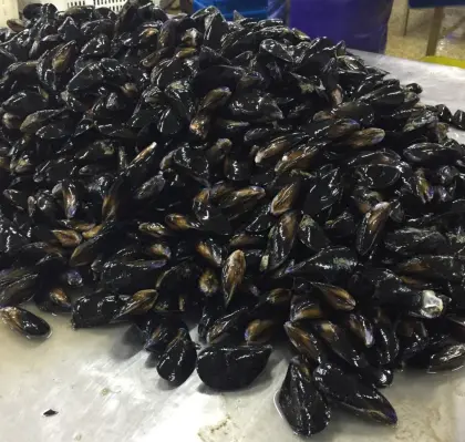 2021 frozen cooked mussel meat