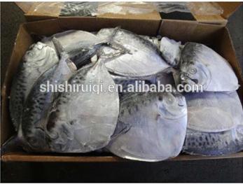 Hot sale Frozen Mene Maculata / Moon fish whole round