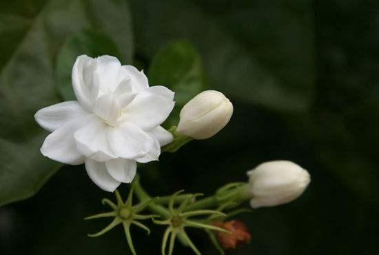 Jasmine essential oil that can reduce stretch marks