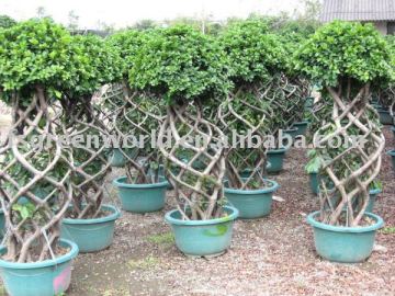 Ficus bottle shape potted