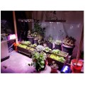 Nieuw ontwerp Double Switch Cob Grow Light