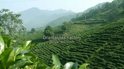 China health food orthodox organic black tea