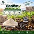 مسحوق بروبيوتيك Bacillus megaterium للأسمدة الحيوية التي تذوب الفوسفات