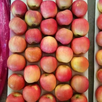 fresh delicious high quality honey fuji apples