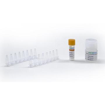 Freeze dried 8 Tube Format Covid-2 Detection Kit