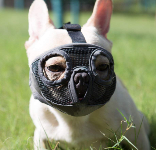 Short Snout Dog Muzzle