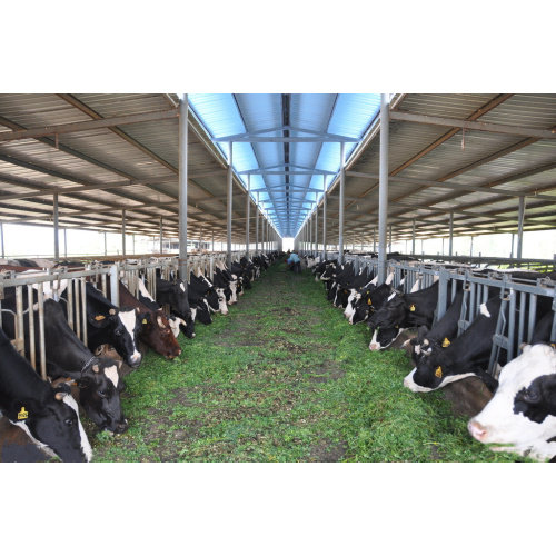 Monodicalcium Phosphate 21% in Animal Nutrition