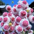 زهرة مغرفة الخطمي Scabiosa عالية الجودة لحفلات الزفاف