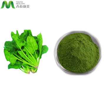 Bulk Price Chinese Spinach Juice Powder